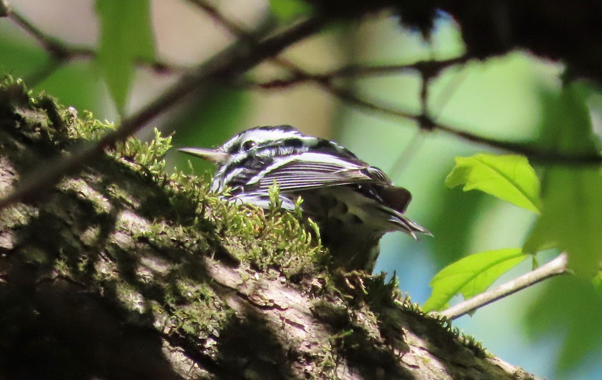 Black-and-white Warbler - ML617043917
