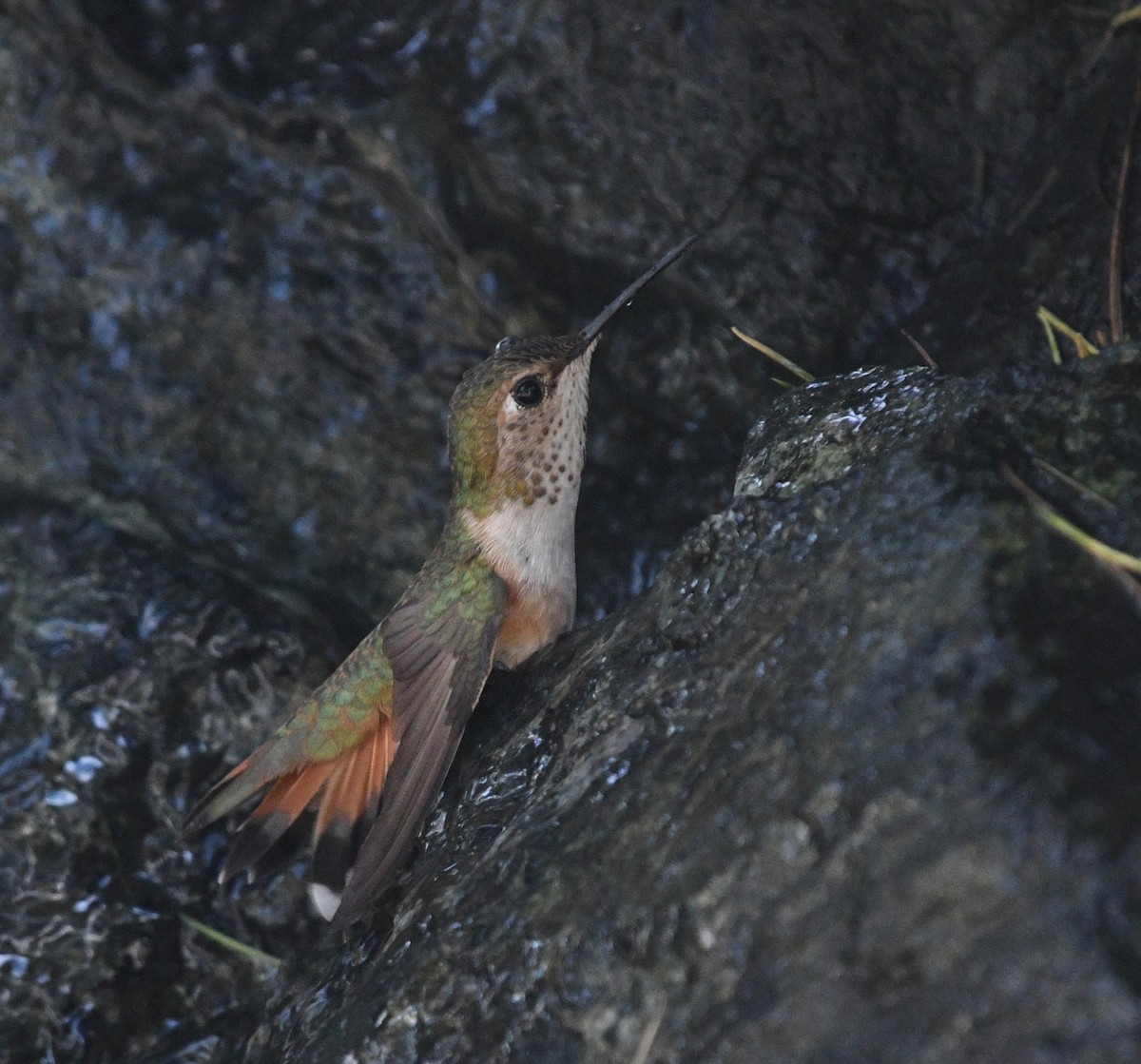 Rufous Hummingbird - ML617043981