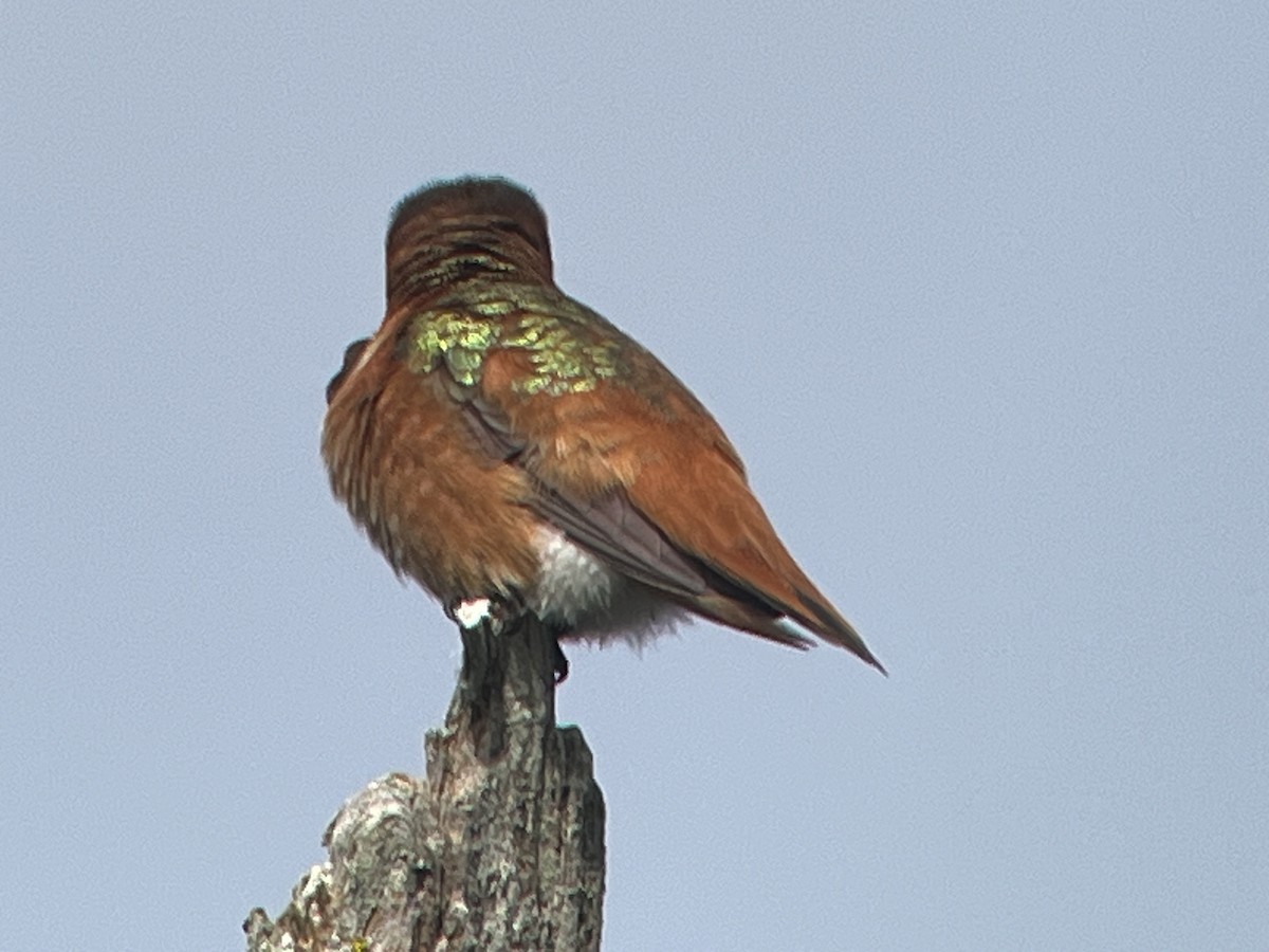 Rufous x Allen's Hummingbird (hybrid) - ML617043983