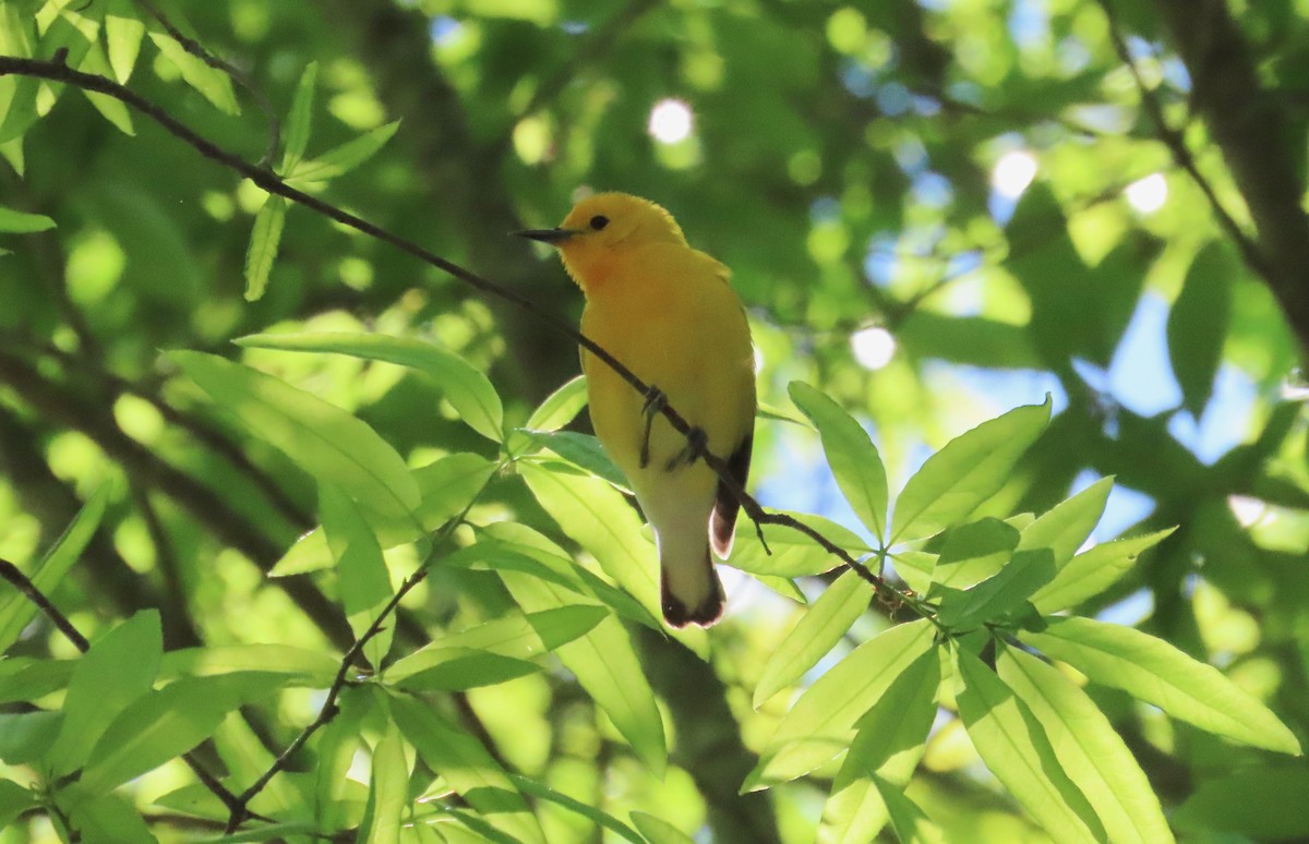 Prothonotary Warbler - ML617043990