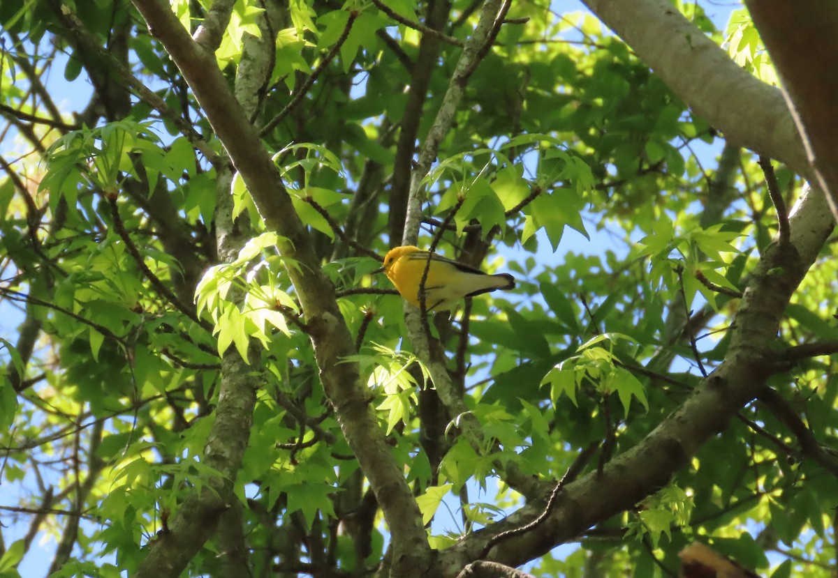 Prothonotary Warbler - ML617043995