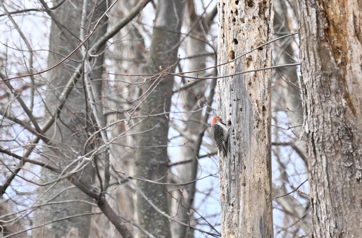 Red-bellied Woodpecker - ML617044064