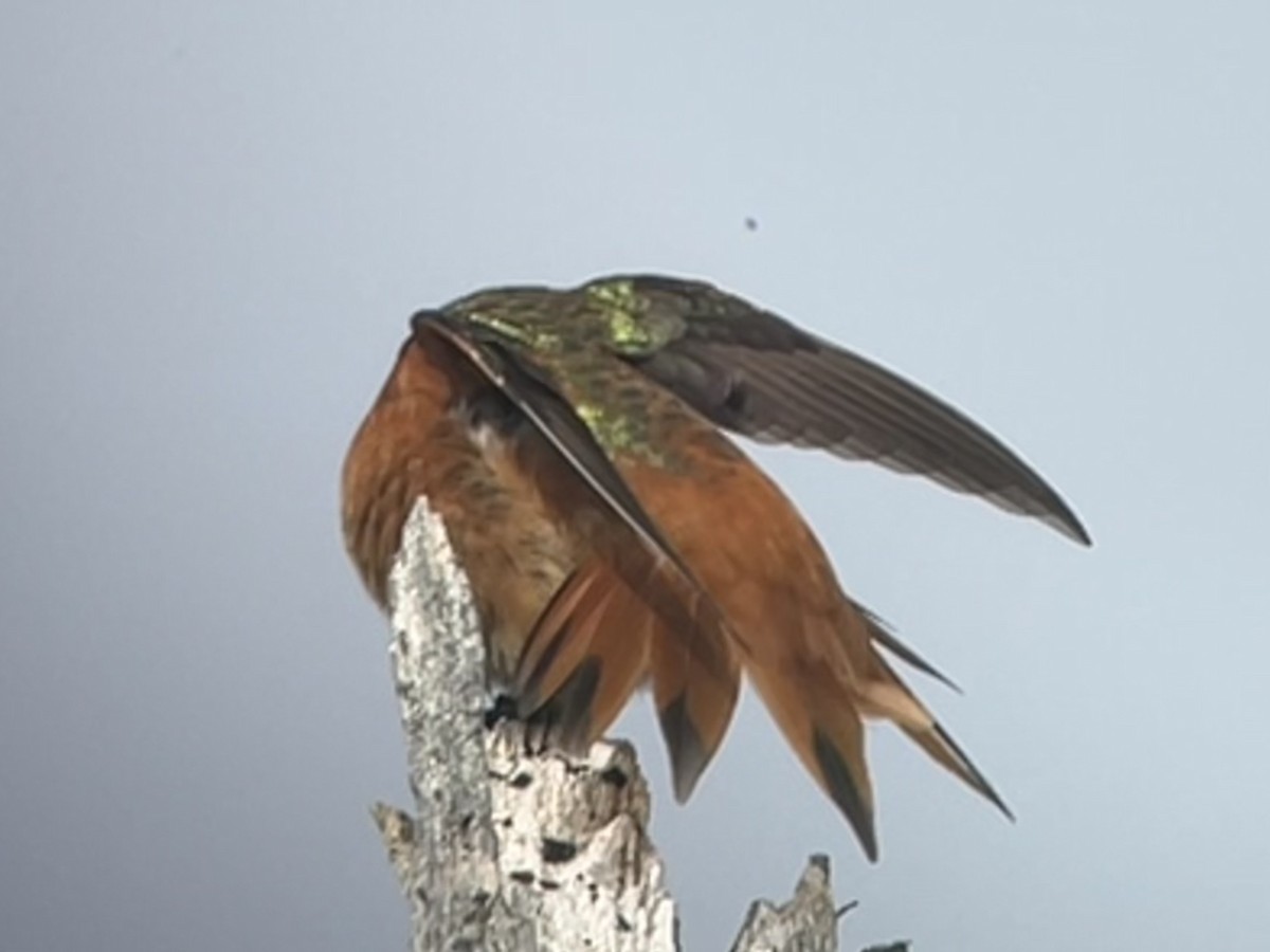 Rufous x Allen's Hummingbird (hybrid) - ML617044065