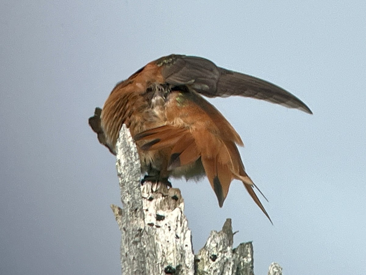 Rufous x Allen's Hummingbird (hybrid) - ML617044066
