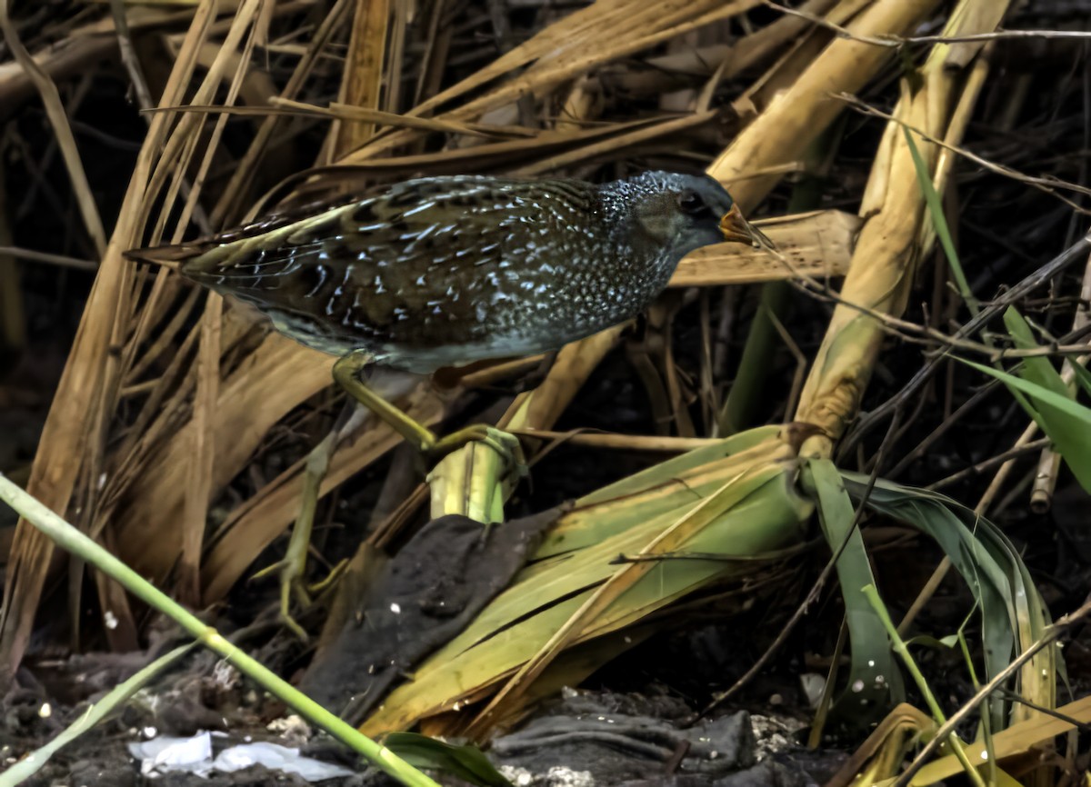Spotted Crake - ML617044112