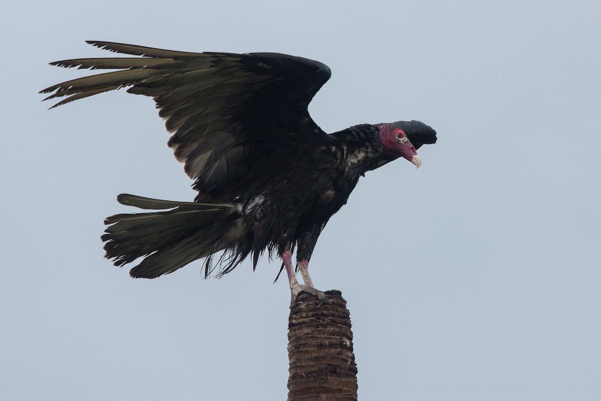 Turkey Vulture - ML617044114