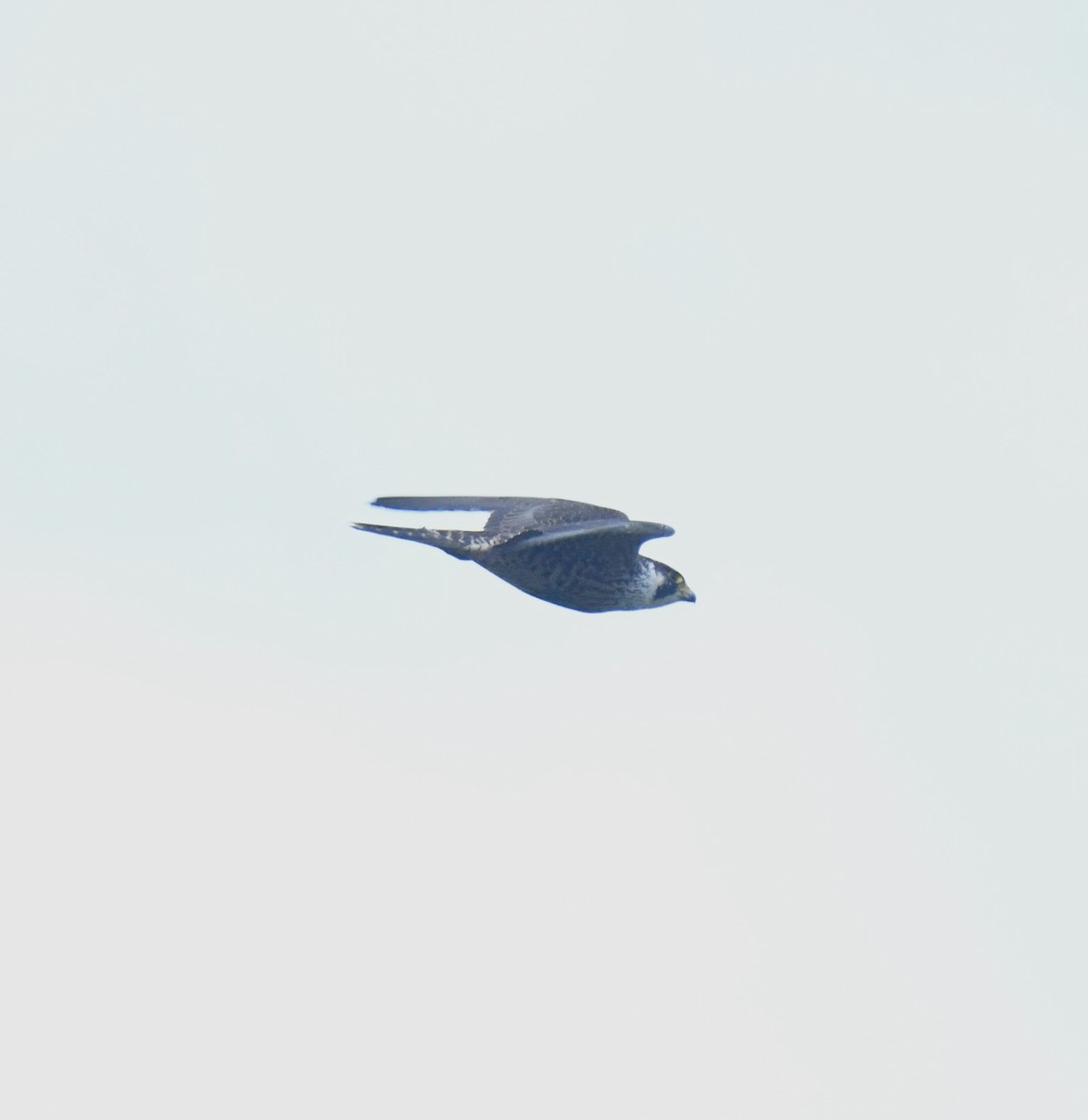 Peregrine Falcon - ML617044191