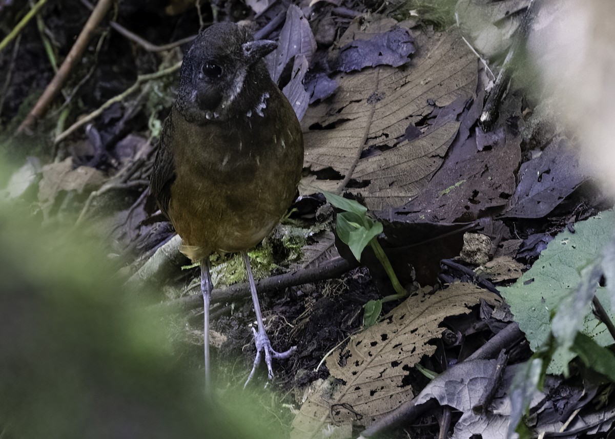 Moustached Antpitta - ML617044408