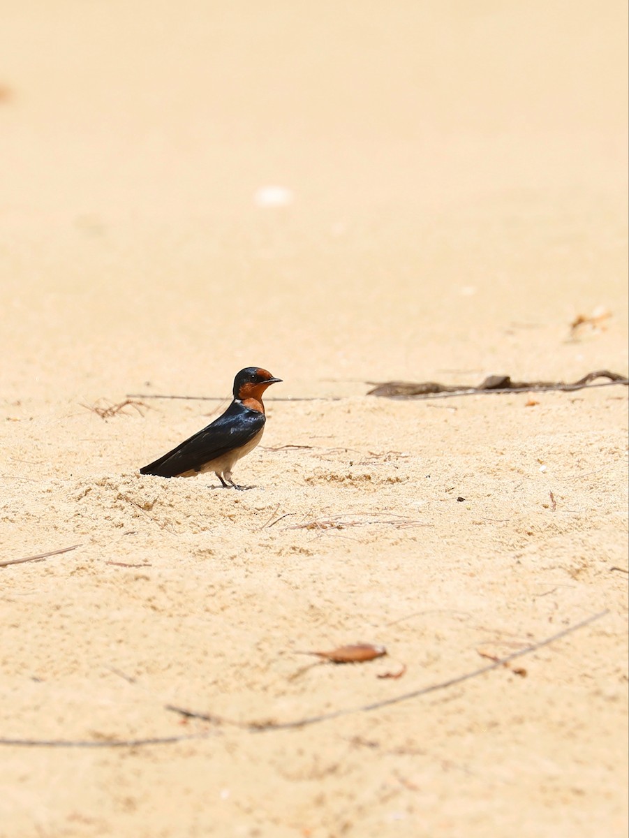 Pacific Swallow - ML617044414