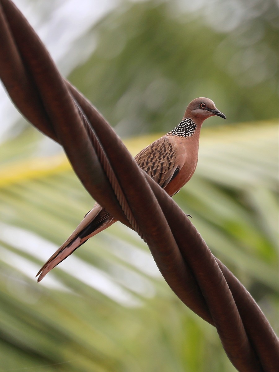 Spotted Dove - ML617044444