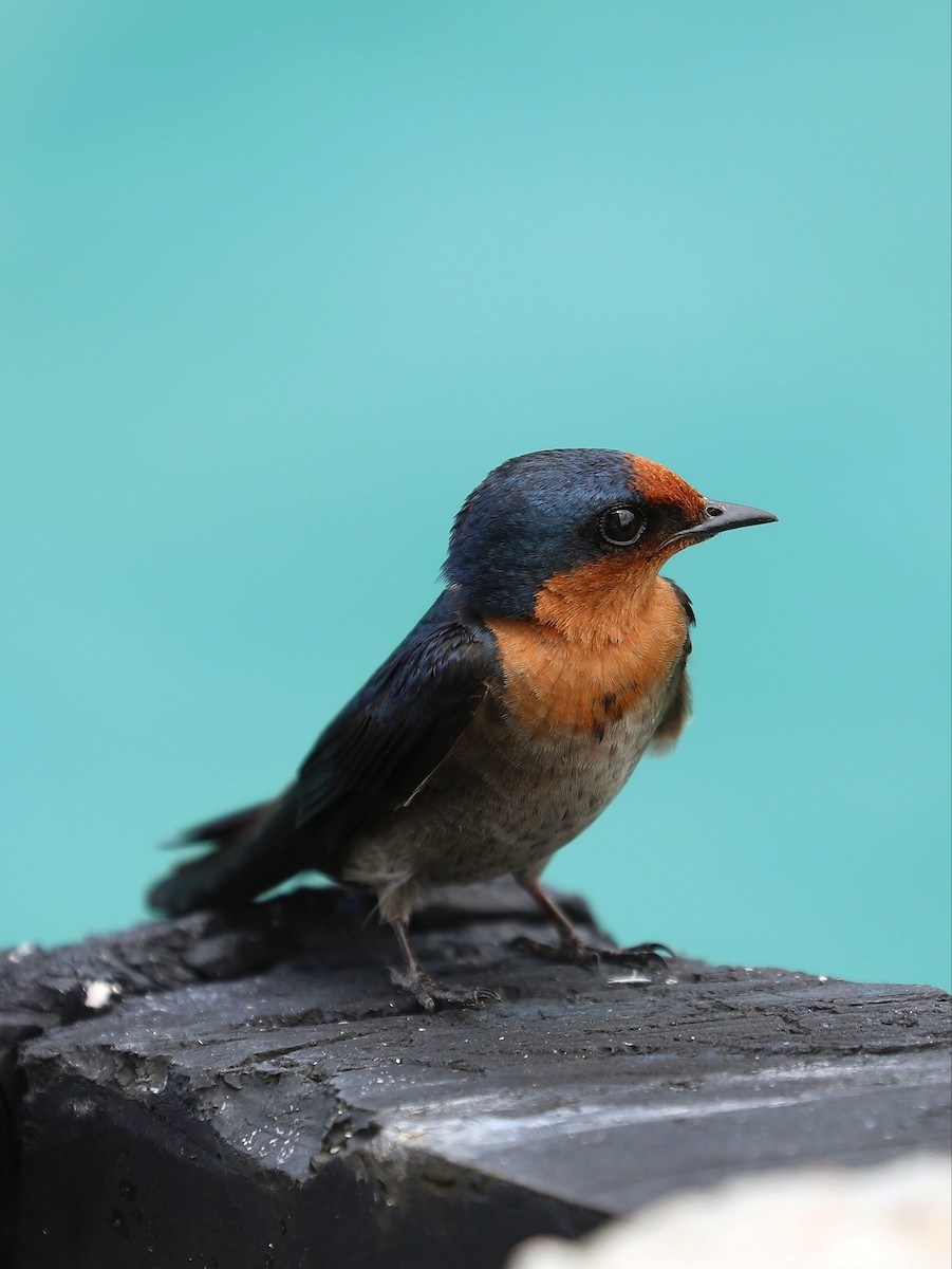 Pacific Swallow - ML617044559
