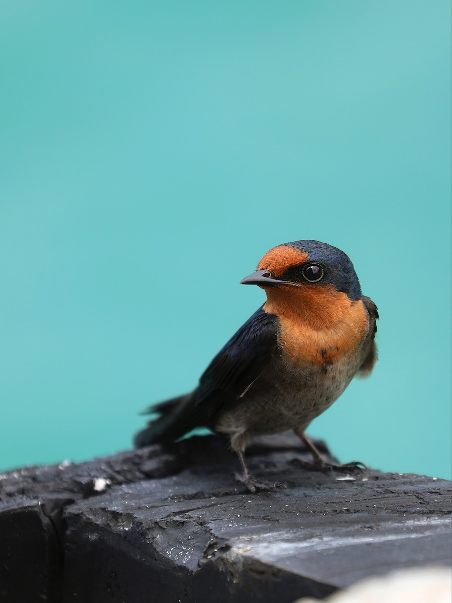 Pacific Swallow - ML617044561