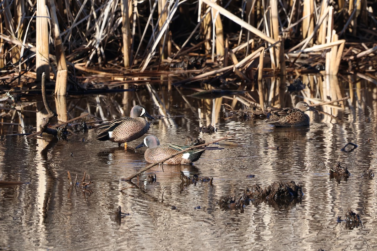 Blue-winged Teal - ML617044904