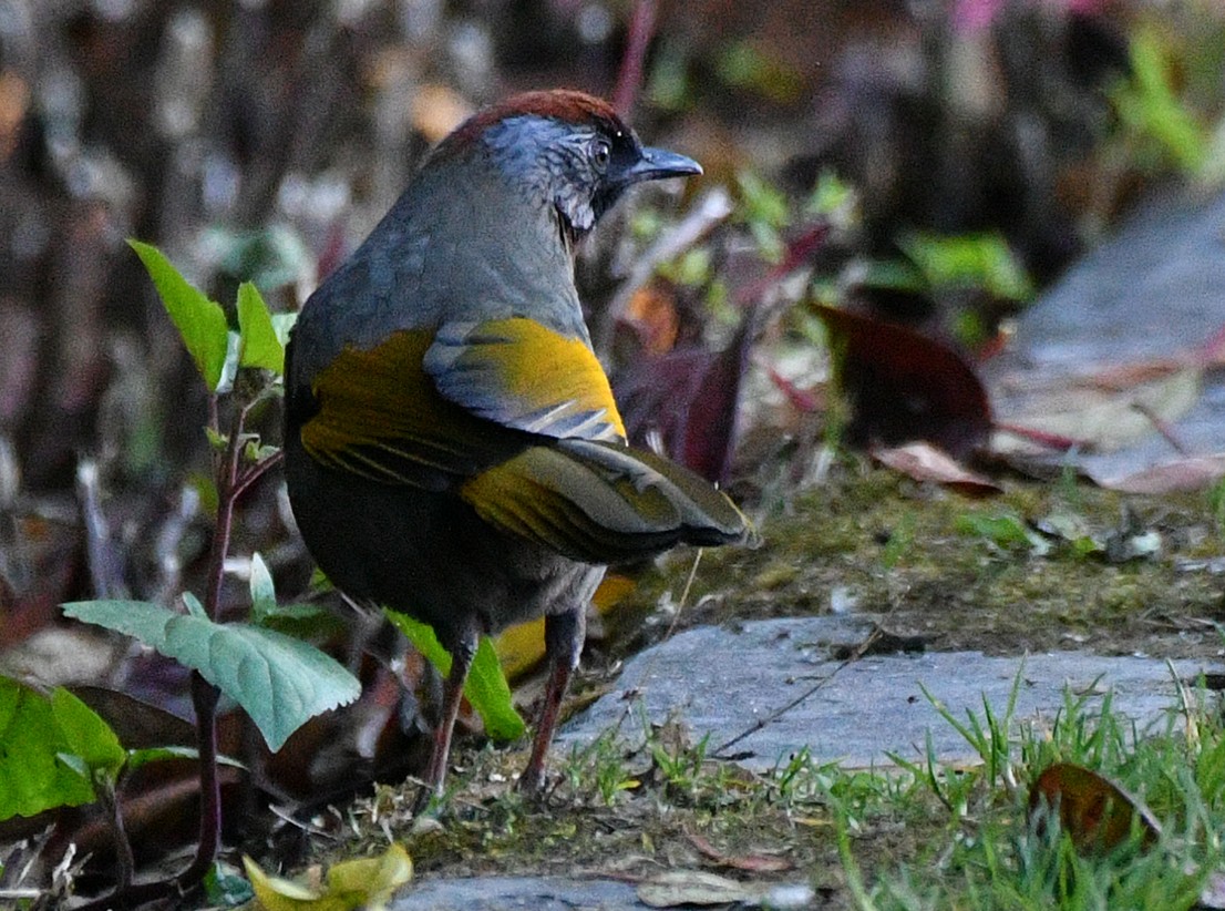 Silver-eared Laughingthrush - Brian Carruthers
