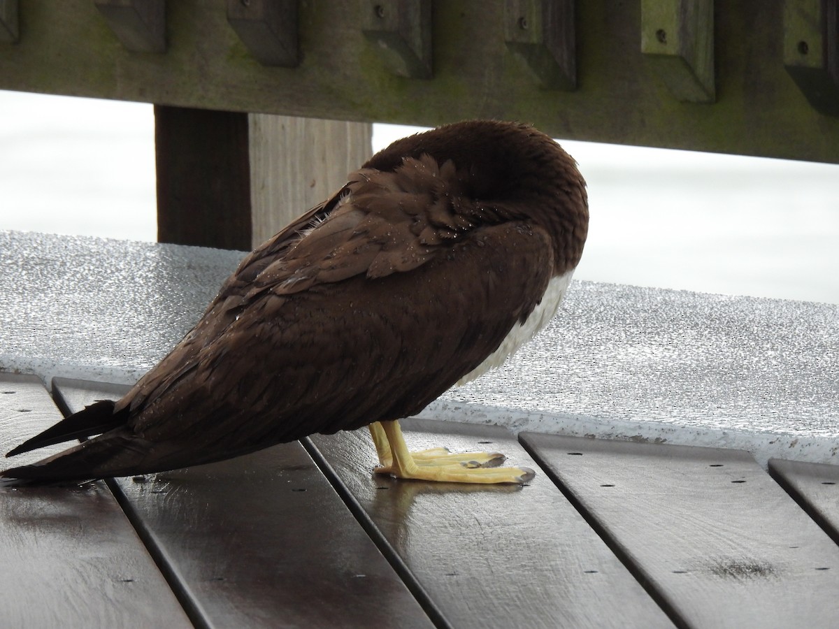 Brown Booby - ML617045016