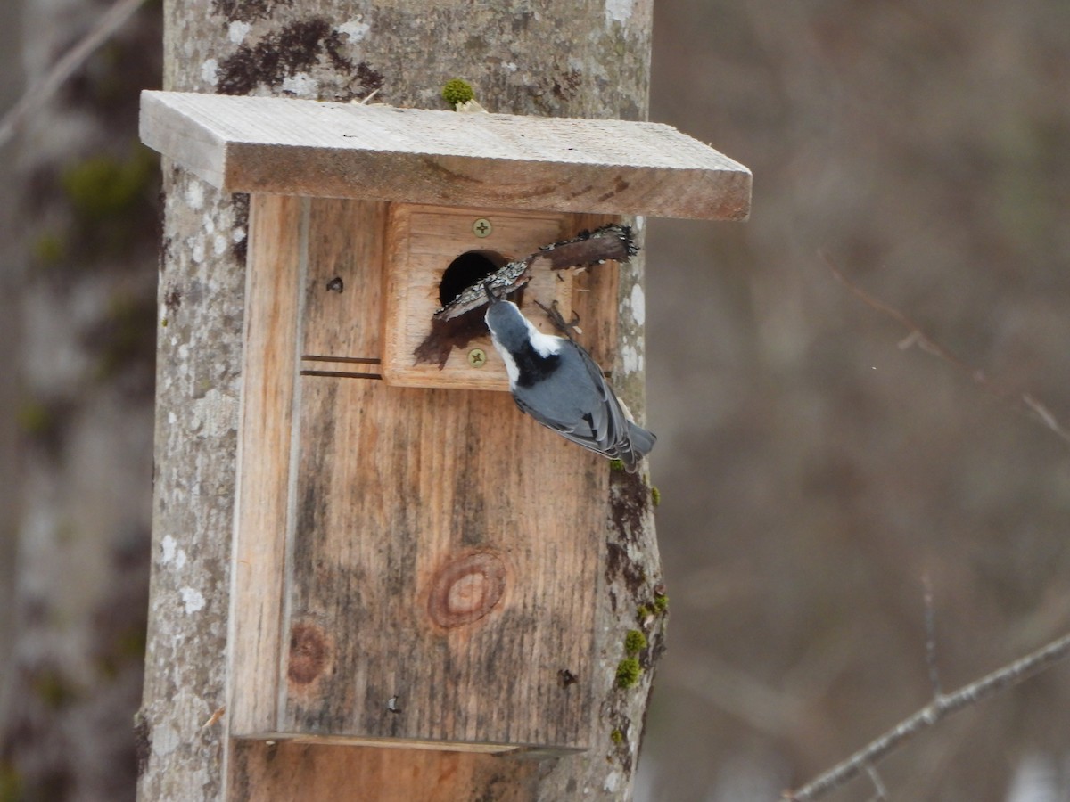 White-breasted Nuthatch - ML617045022