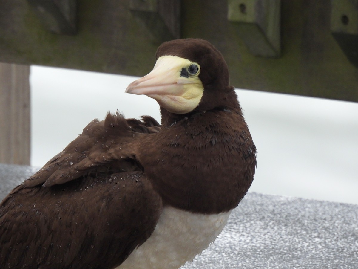 Brown Booby - ML617045029