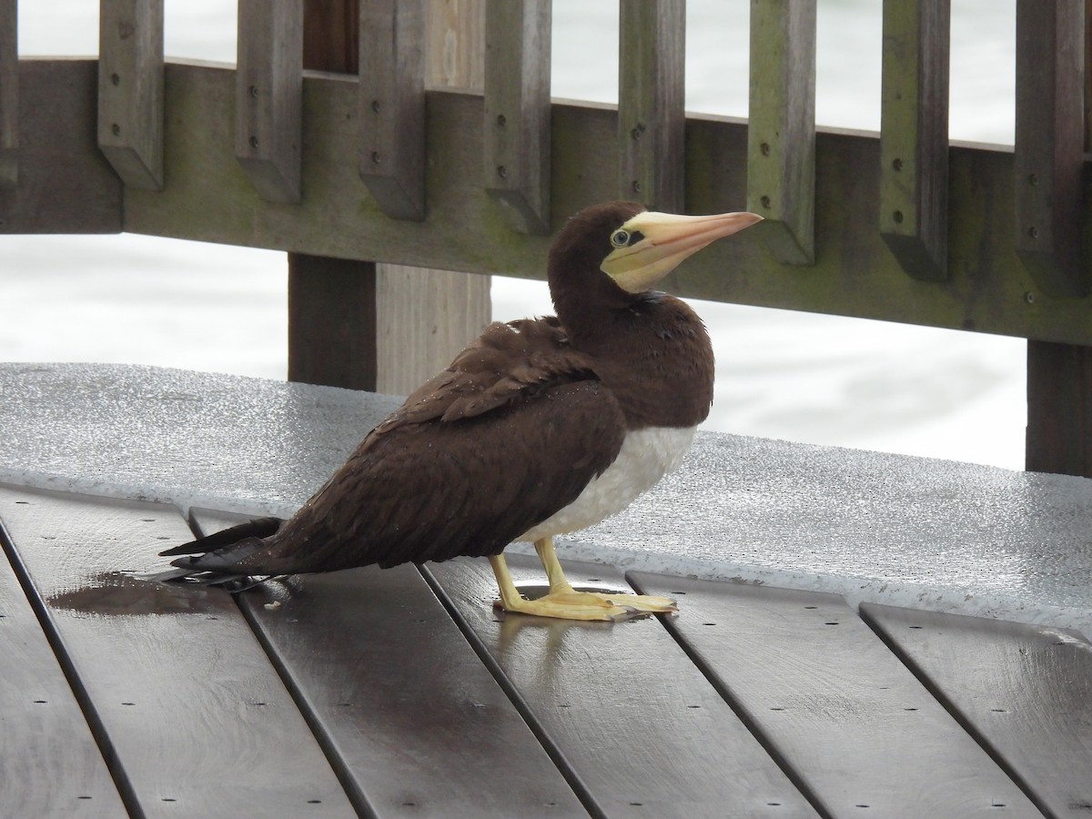 Brown Booby - ML617045031