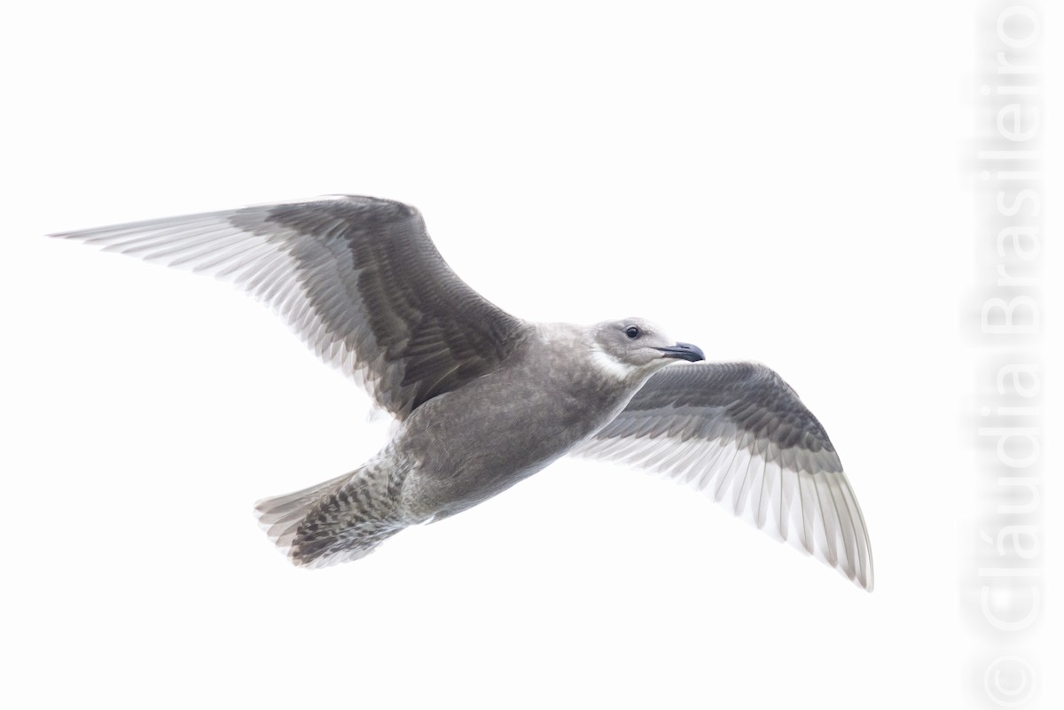 Glaucous-winged Gull - ML61704511