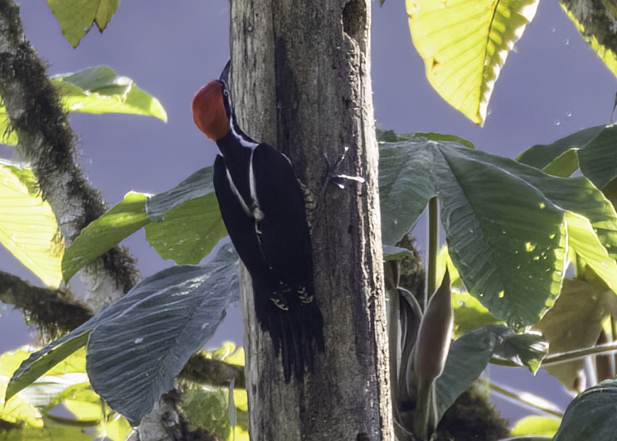 Powerful Woodpecker - Luc Tremblay