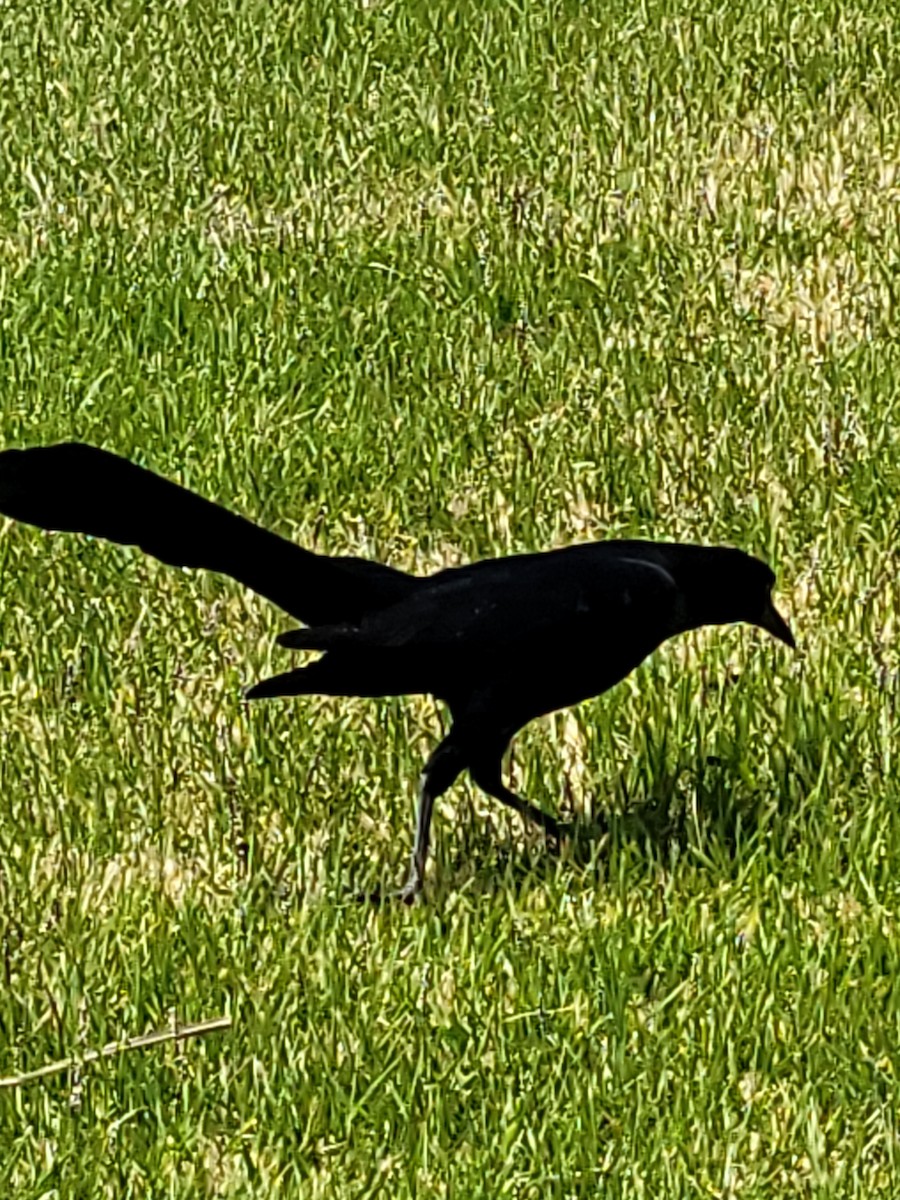 Great-tailed Grackle - ML617045139