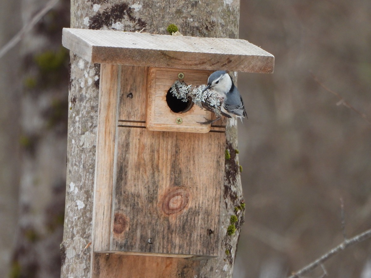 White-breasted Nuthatch - ML617045183