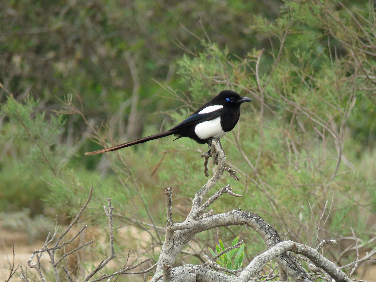Maghreb Magpie - ML617045339