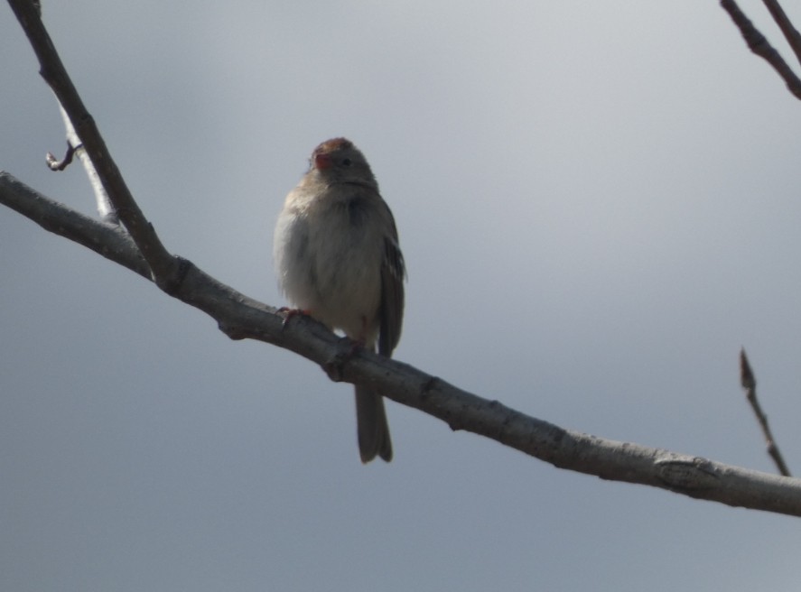 Field Sparrow - Noah  Butas