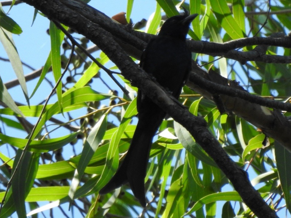 Crested Drongo - ML617045529