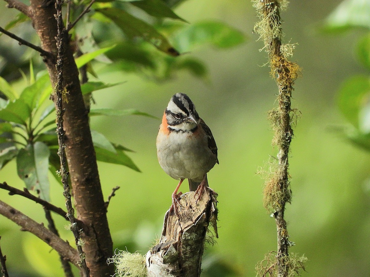 Rufous-collared Sparrow - ML617045661