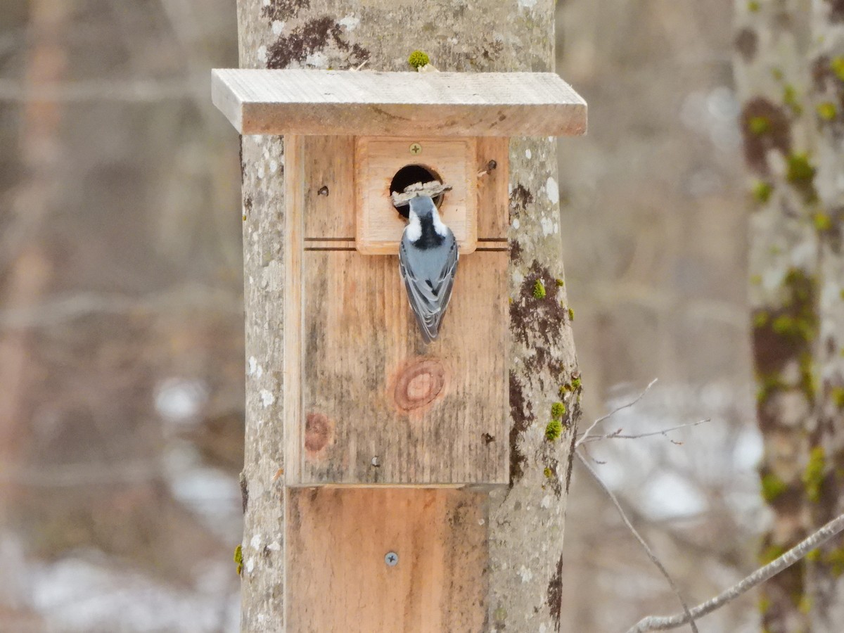 White-breasted Nuthatch - ML617045683