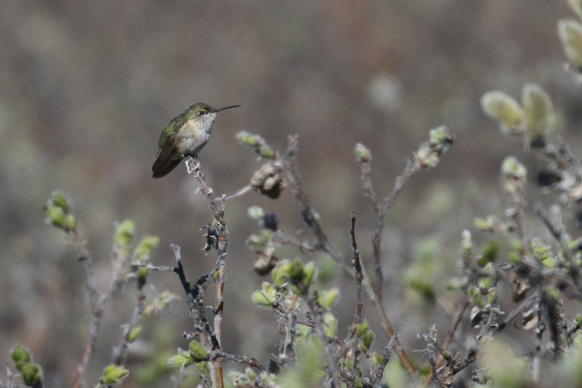 Calliope Hummingbird - Cameron Eckert