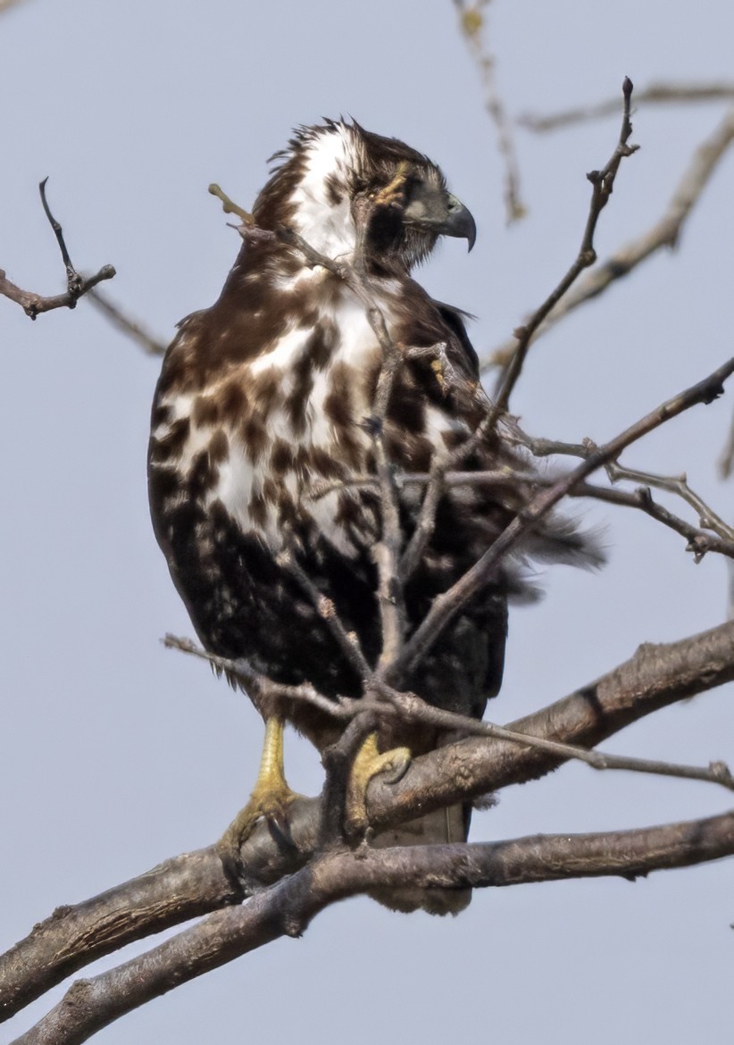Red-tailed Hawk (Harlan's) - ML617045722