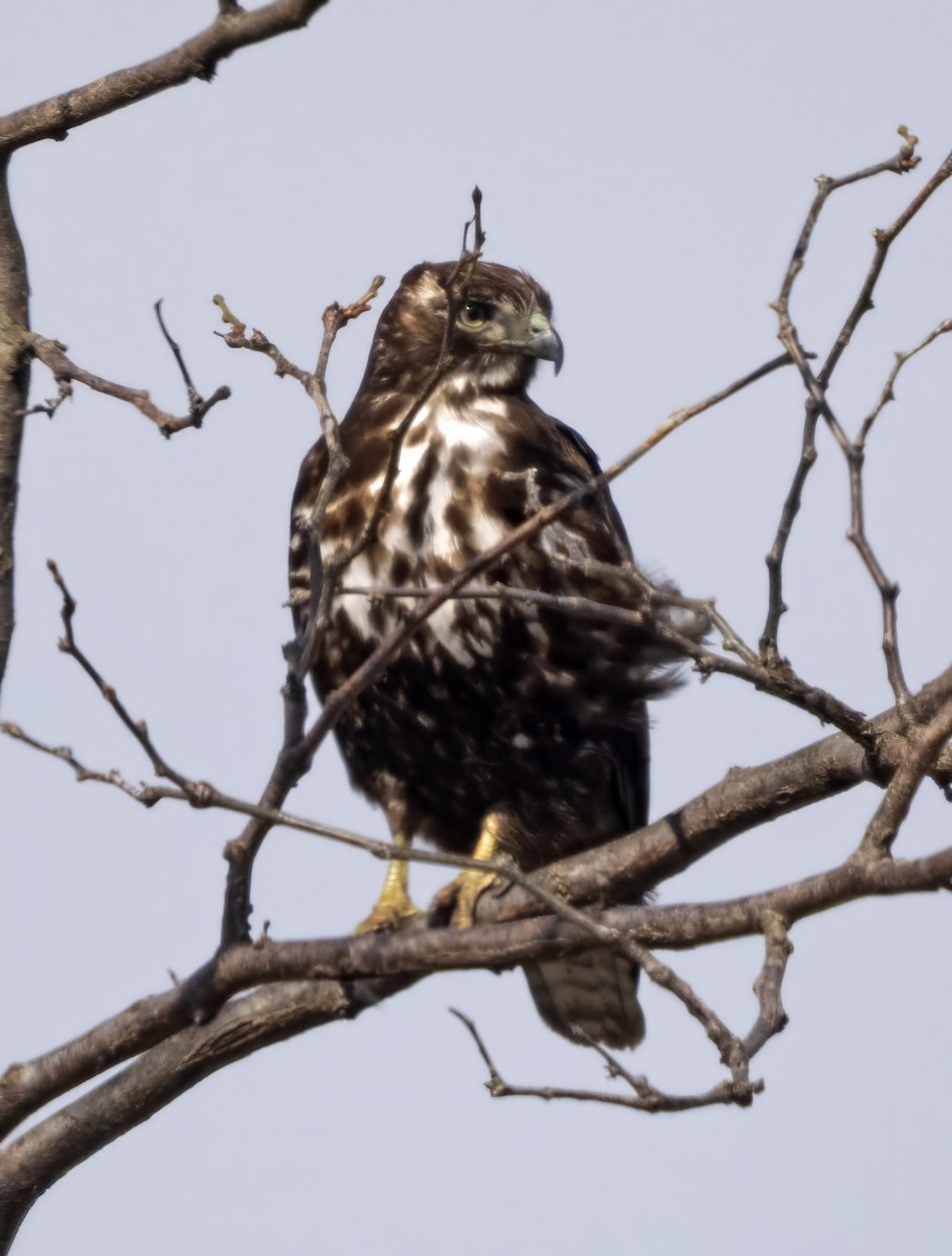 Red-tailed Hawk (Harlan's) - ML617045725
