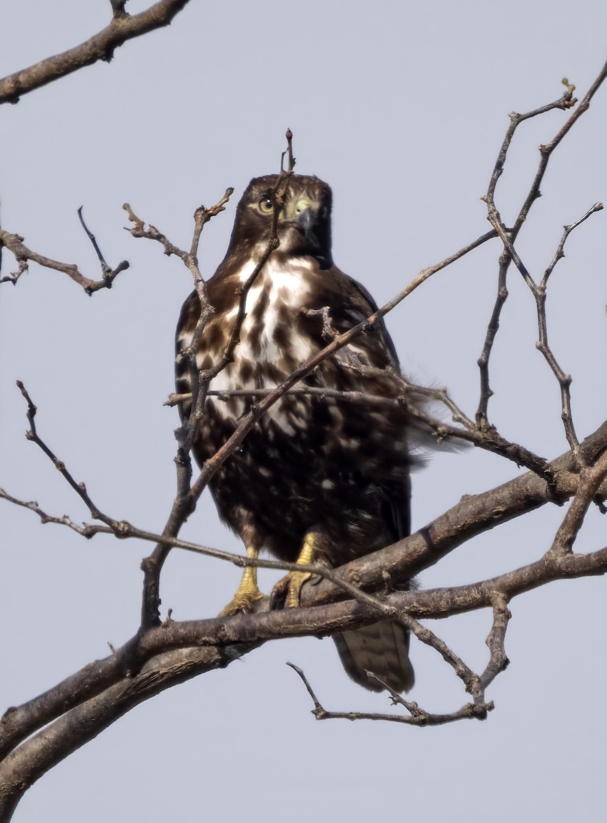 Red-tailed Hawk (Harlan's) - ML617045726