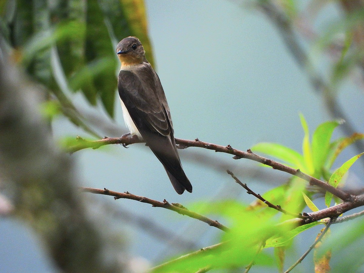 Southern Rough-winged Swallow - ML617045752