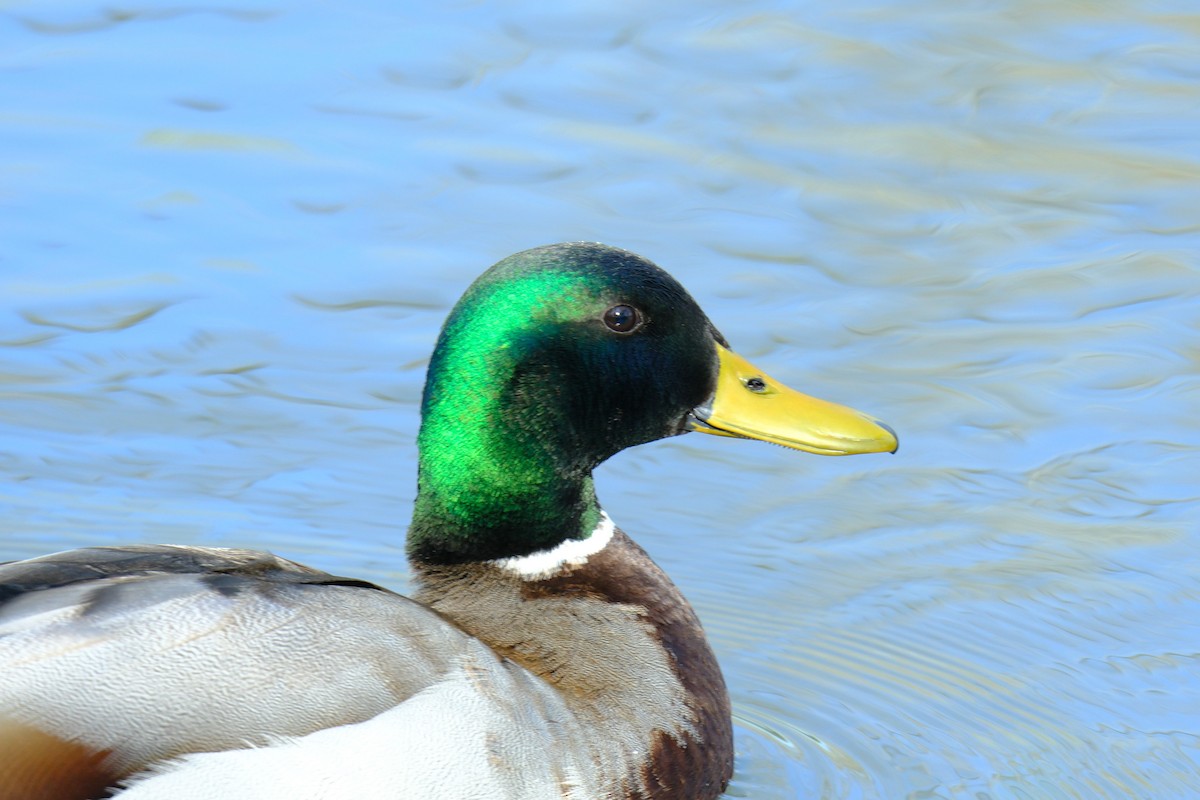 eBird Checklist 7 Apr 2024 Jordan River ParkwayFife Wetlands