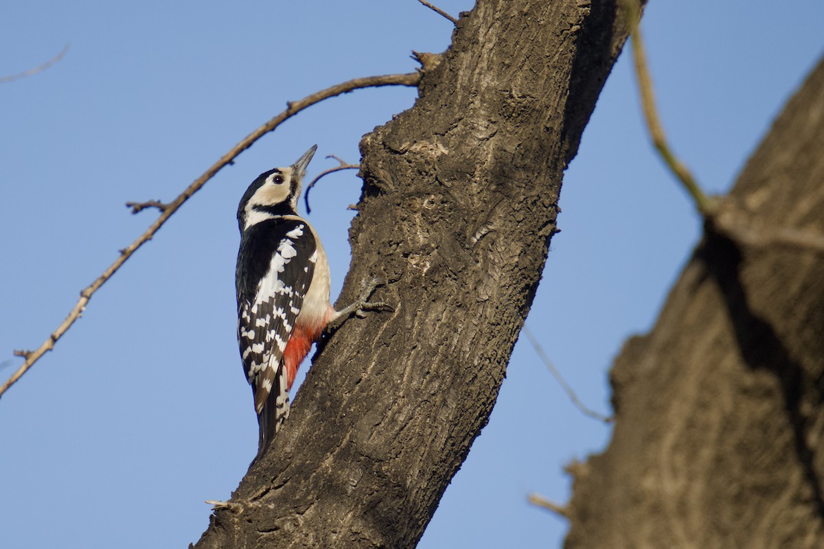 Great Spotted Woodpecker - ML617045791