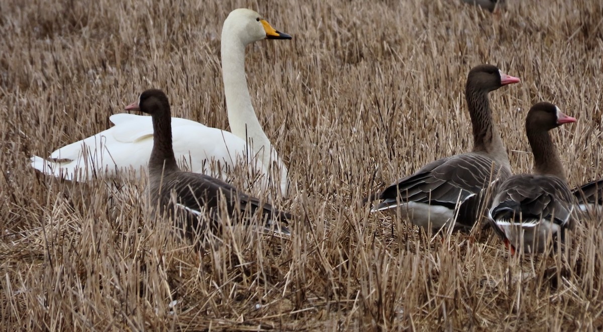 Greater White-fronted Goose - Erkki Lehtovirta