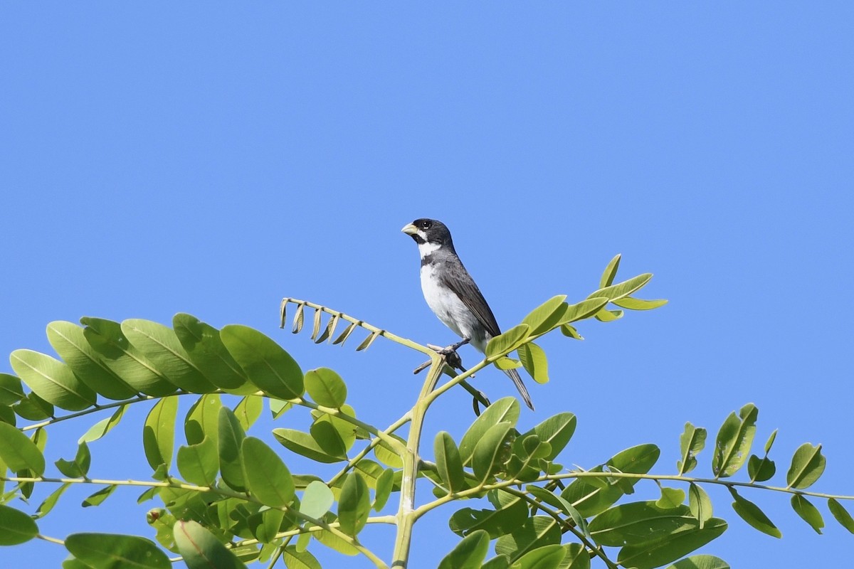 Double-collared Seedeater - ML617045936