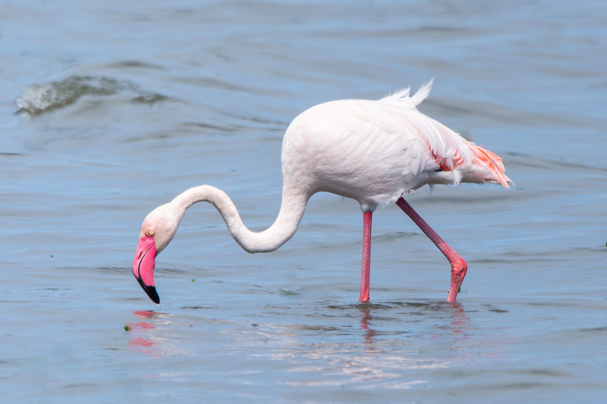 Greater Flamingo - ML617045973
