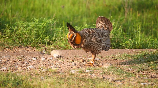 Greater Prairie-Chicken (Attwater's) - ML617046010