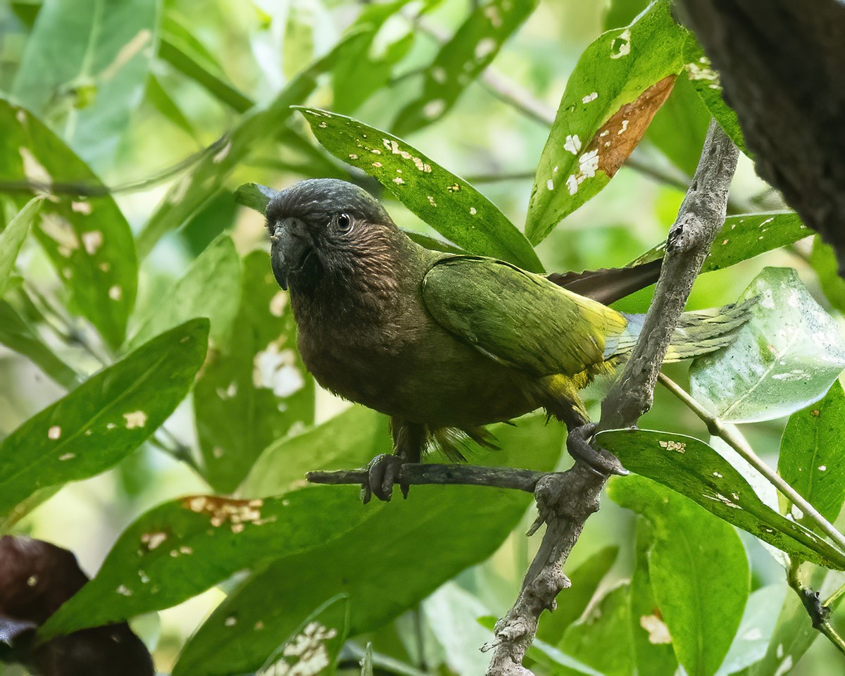 Brown-throated Parakeet - ML617046087