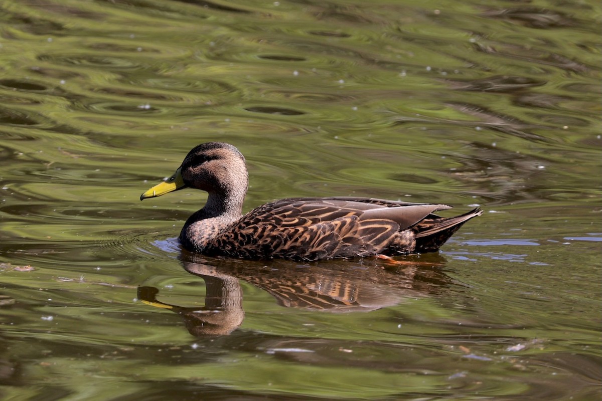 Mexican Duck - ML617046217