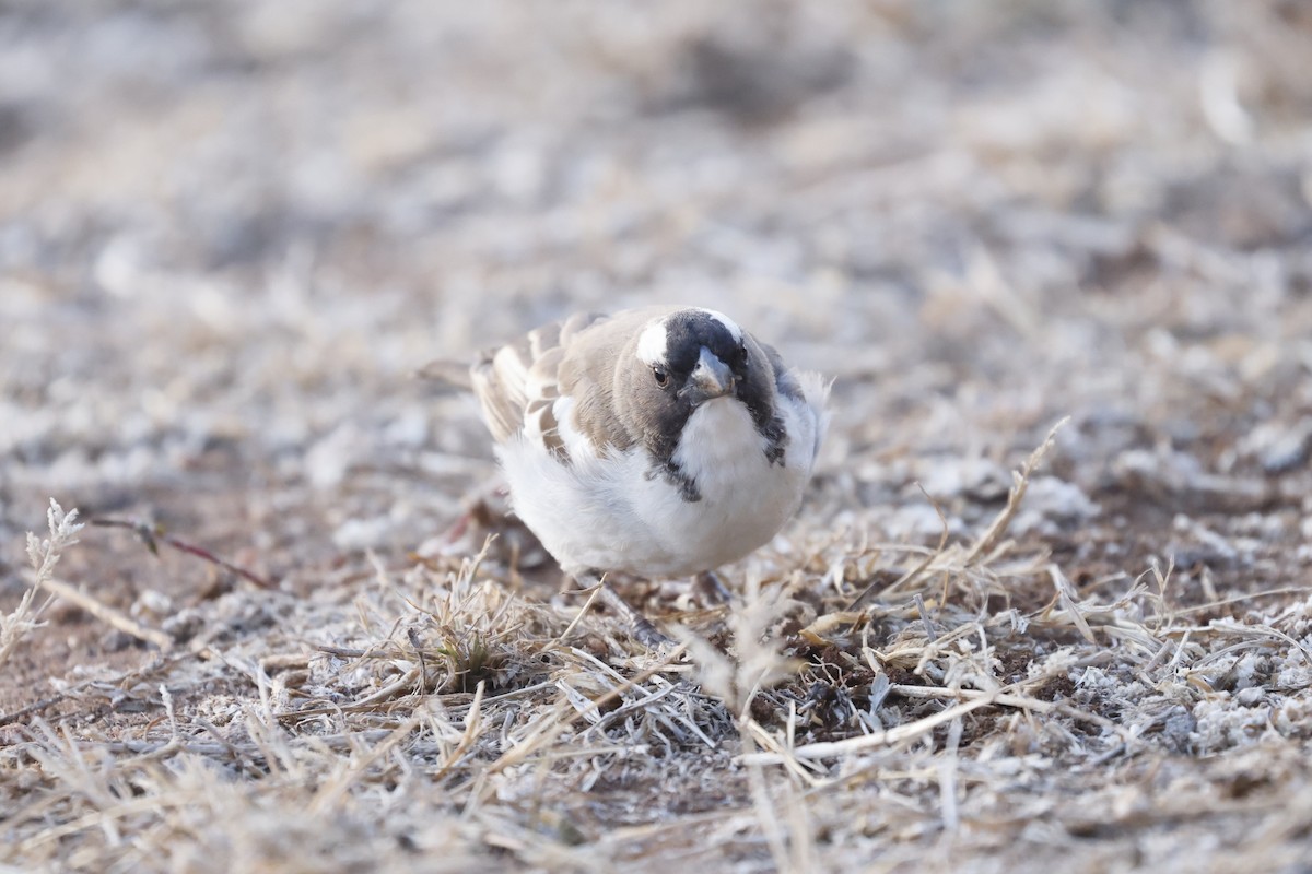 White-browed Sparrow-Weaver - ML617046218