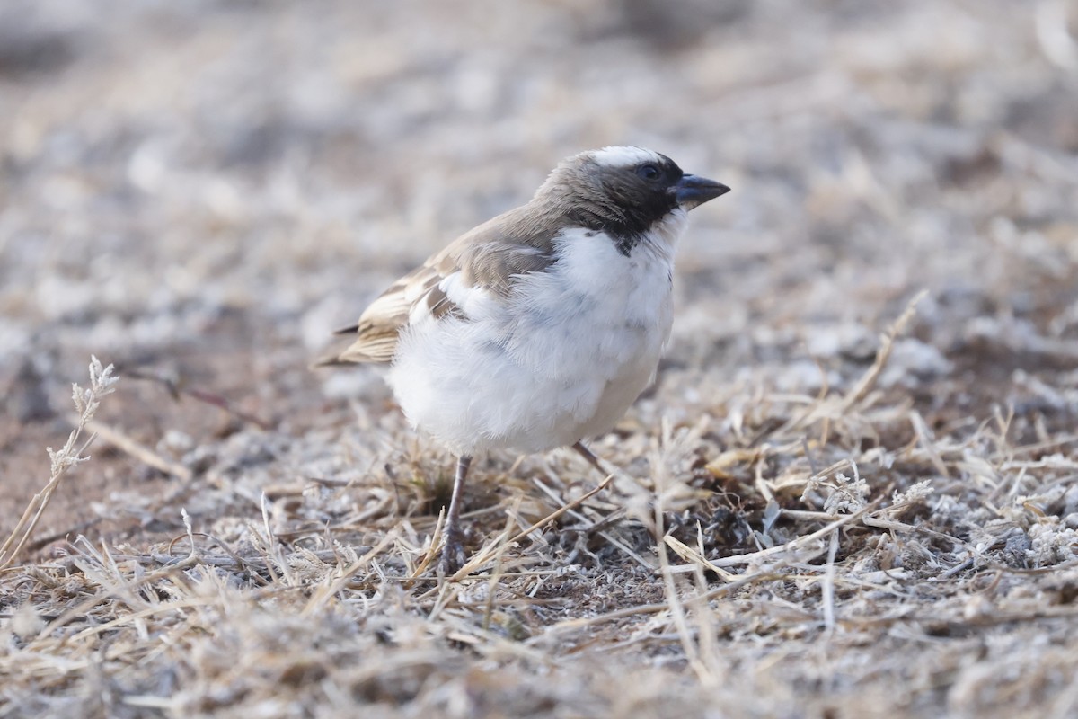 White-browed Sparrow-Weaver - ML617046221