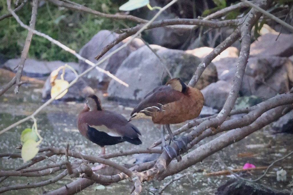 Fulvous Whistling-Duck - ML617046231