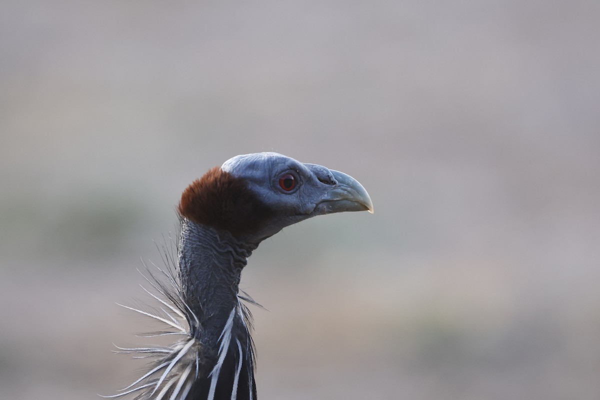 Vulturine Guineafowl - ML617046233