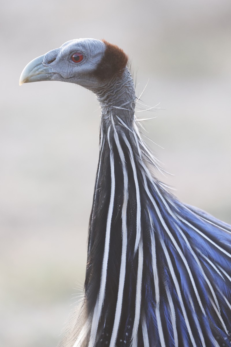 Vulturine Guineafowl - ML617046240