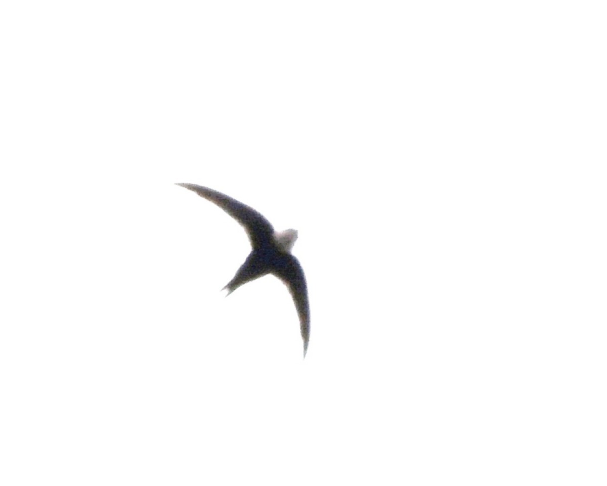 Lesser Swallow-tailed Swift - ML617046250